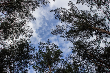Tall dry pine trees against the blue sky. Beautiful coniferous trees against the blue sky. The tops of tall trees in a pine forest. The tops of tall trees in a pine forest. Blue sky over pines.