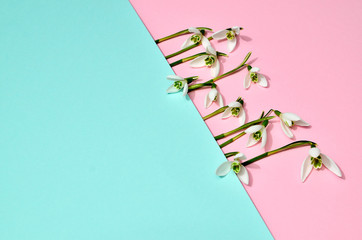 Creative layout made with snowdrop flowers on bright blue pink background. Flat lay. Spring minimal concept.