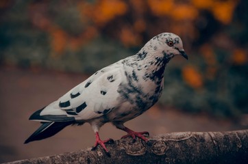 white dove on a branch with beautiful color