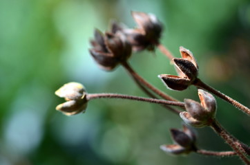 Verblühte lorbeerblättrige Zistrose