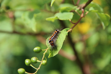 caterpillar on leaf of tree