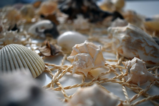 Seashells image