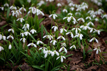 Fototapeta premium Flowers snowdrops. First beautiful snowdrops in spring. Common snowdrop blooming. Galanthus nivalis bloom in spring forest. White tender flower primrose.