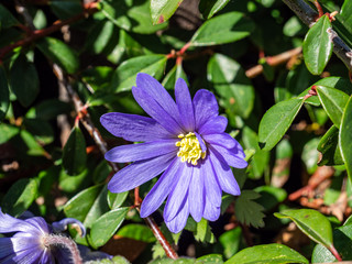 Balkan-Windröschen Anemone blanda blüht im Frühling