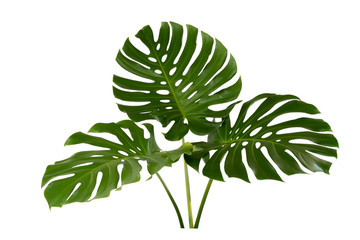Tropical leaves foliage plant bush floral arrangement nature backdrop isolated on white background,