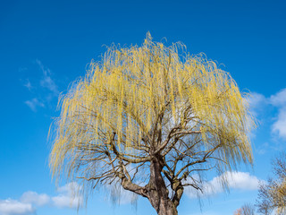 Weidenbaum blüht im Frühjahr