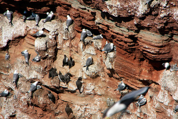 Brooding guillemots and seagulls on Heligoland
