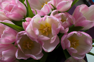 spring tulips white and pink