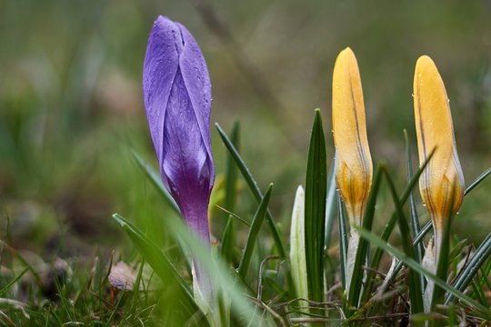 undissolved crocuses