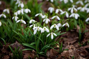 Flowers snowdrops. First beautiful snowdrops in spring.  Common snowdrop blooming. Galanthus...