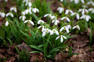 Flowers snowdrops. First beautiful snowdrops in spring.  Common snowdrop blooming. Galanthus nivalis bloom in spring forest. White tender flower primrose.