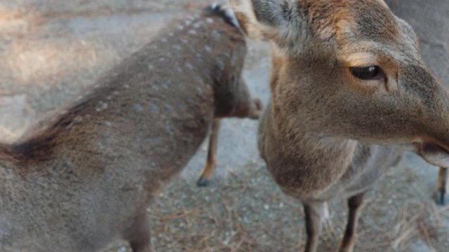 Male Hand Feeding Deers With Acorns In Nara Park, Japan. 4K POV Footage.