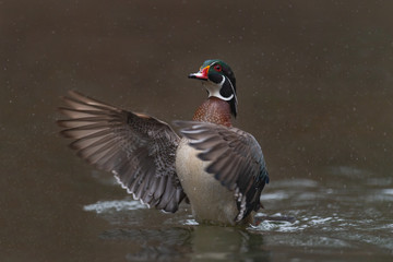 A Wood Duck Drake shaking off its feathers in a stream.