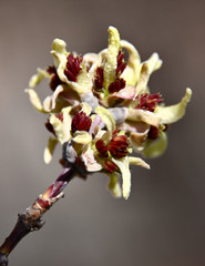 beautiful spring poplar buds close-up