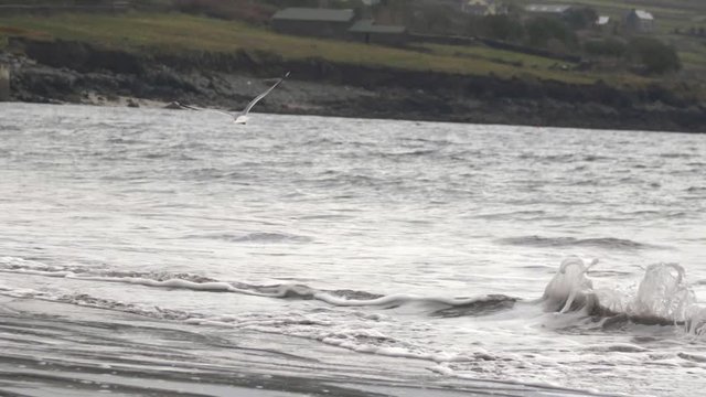 Seagull flies above wild sea, waves breaking and hitting sandy shore, cold day in Ireland, small town in background, slow motion shot.