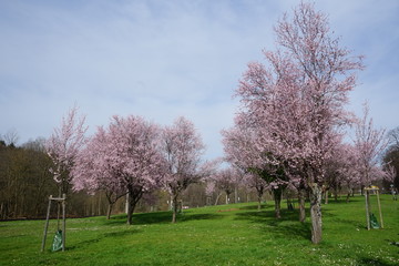 Bl&uuml;hende B&auml;ume
