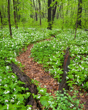 Native spring wildflowers white trillium carpet the floor of the spring woods.