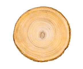 Wood slice with with growth rings isolated on white. Natural smooth wood texture.