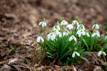 Flowers snowdrops. First beautiful snowdrops in spring.  Common snowdrop blooming. Galanthus nivalis bloom in spring forest. White tender flower primrose.