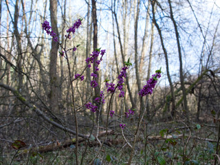 Na przedwiośniu w podmokłych dolinach strumieni zakwita Wawrzynek wilczełyko (Daphne mezereum L.) o aromatycznym zapachu.