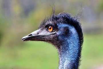 The emu is the second-largest living bird by height, after its ratite relative, the ostrich.