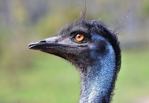 The emu is the second-largest living bird by height, after its ratite relative, the ostrich.