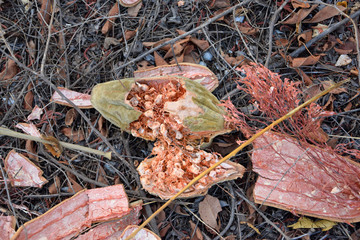 A fruit of an African baobab on the ground - macro
