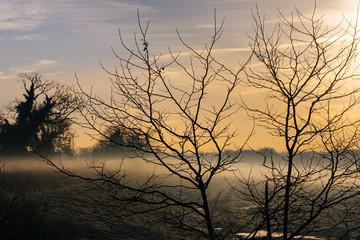 Silhouette of trees and branches in winter morning with mysterious and spooky fog in background fields at sunrise