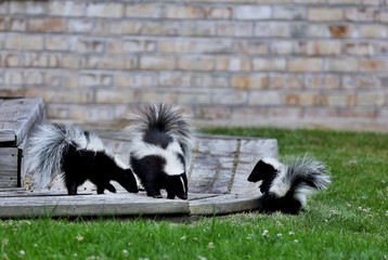 The striped skunk is a skunk of the genus Mephitis that occurs across most of North America,...