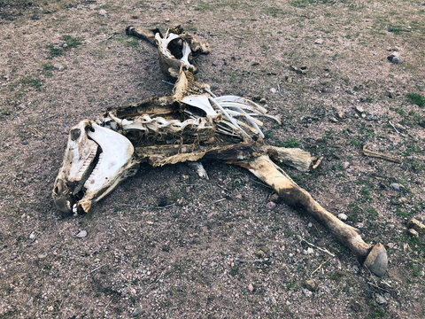 Dead Horse Skeletal Remains