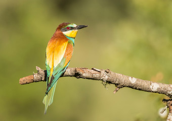 Abejarucos