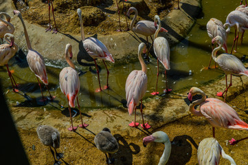 Flamingo at the zoo in istanbul