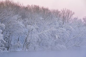 Winter landscape of the foggy shoreline of the Kalamazoo River with snow flocked trees at dawn, Michigan, USA