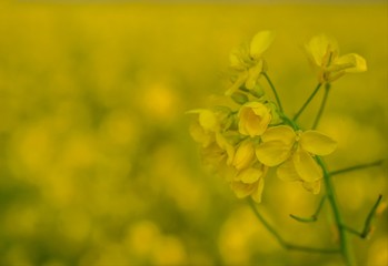 Mustard flower field is full blooming. Close up of oil seed mustard flower plant. Yellow flowers.