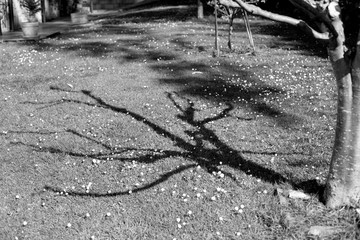 Shadow of a tree - 330352862