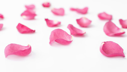 pink rose petals on a white background