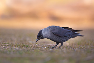 Closeup portrait of a Western Jackdaw bird Corvus Monedula