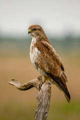 Buzzard - Buteo buteo, common bird of prey from European fields, meadows and woodlands, Hortobagy, Hungary.