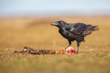 Common raven (Corvus corax)