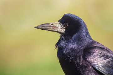 Portrait of Eurasian rook (Corvus frugilegus). Rook on earth looking for food.