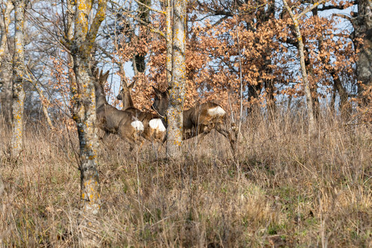 Capriolo (Capreolus capreolus) - Tagliacozzo Aq
