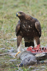 Golden Eagle, feeding on killed Red Fox in the forest . Bird behaviour in the nature. Feeding scene with big bird of prey.