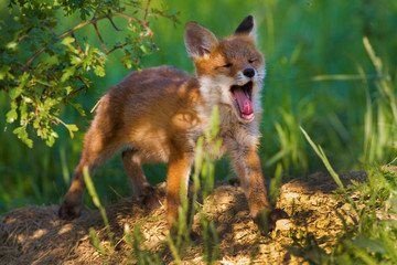 A young fox shot in a forest.