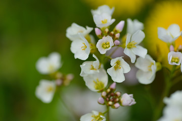 Wiesen-Schaumkraut (Cardamine pratensis)	