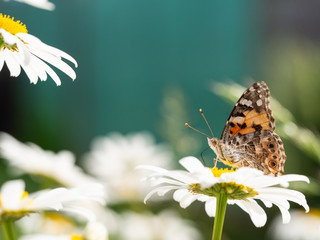 Painted lady butterfly (Vanessa cardui) sitting on flower