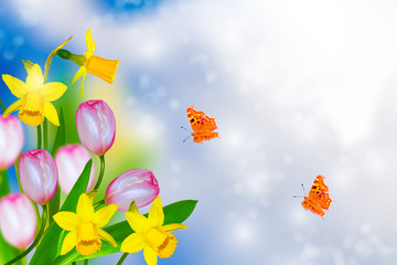 Spring flowers of daffodils. butterfly, tulip