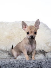 Cute and tiny Chihuahua puppy portrait. Image taken in studio with white background.