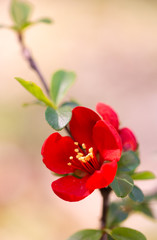 Delicate flowers of Japanese quince in early spring