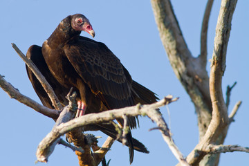 Closeup of a turkey vulture, Cathartes aura,  Florida Everglades.