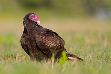 Closeup of a turkey vulture, Cathartes aura, standing on the ground in the Florida Everglades.